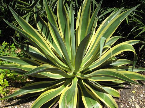 Agaves - Richard Lyons Nursery, Inc.