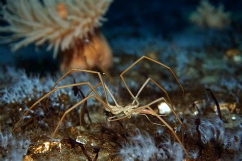 Sea Spiders Move Oxygen with Pumping Guts, Marine Biologists Say | Biology | Sci-News.com