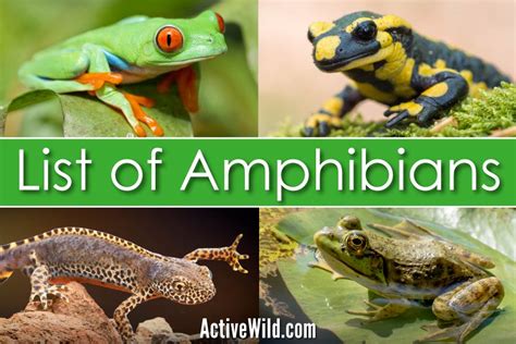 Types Of Amphibians List - amphibian plant examples