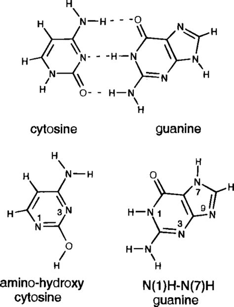 Guanine Cytosine Base Pair