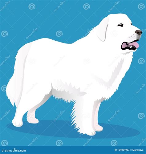 Great Pyrenees Dog - Vector Isolated Illustration On White Background ...