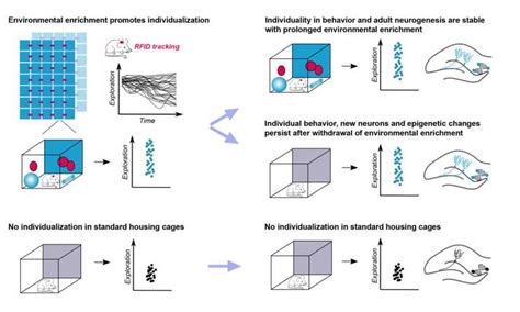 Brain gain: Early stimulation gives mice life-long benefits