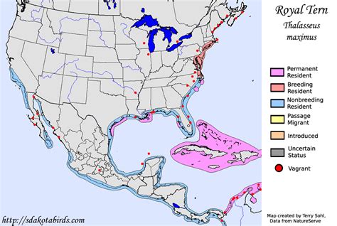 Royal Tern - Species Range Map