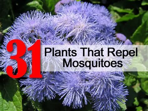 31 Plants That Repel Mosquitoes Naturally - The Homestead Survival