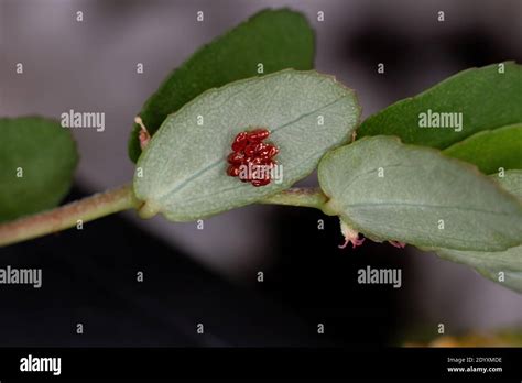 Red True Bugs eggs of the Suborder Heteroptera Stock Photo - Alamy