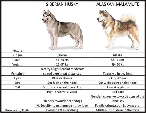 Alaskan Malamute Weight Chart Kg - Pets Lovers