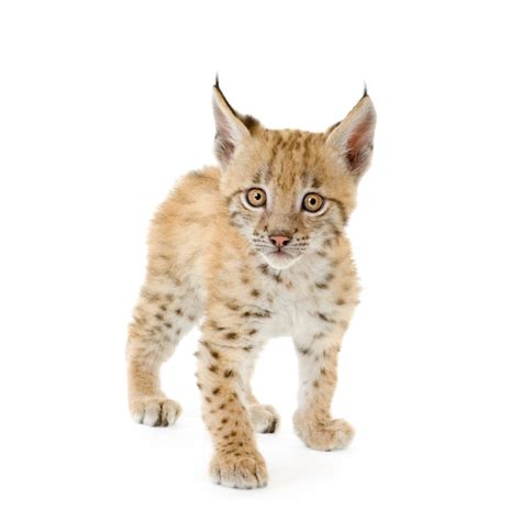 Premium Photo | Lynx cub on white