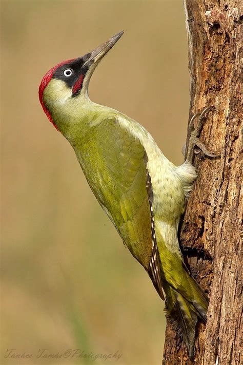 European green woodpecker (Picus viridis) male | Pet birds, Beautiful birds, Bird photography