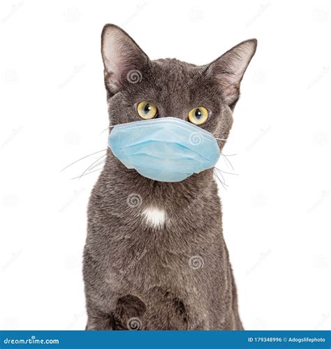 Pet Cat Wearing Protective Surgical Face Mask Stock Photo - Image of germ, covid19: 179348996