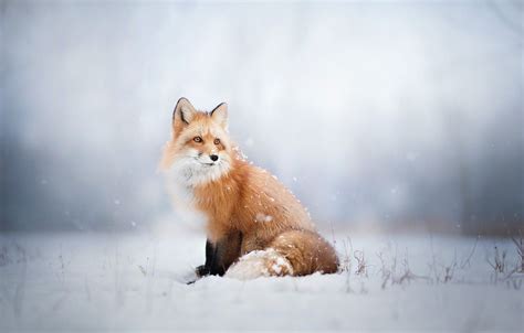 Fox In The Snow Wallpapers - Wallpaper Cave