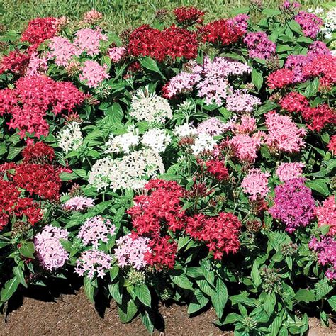 Graffiti® Mix Pentas Seeds from Park Seed | Plants, Container gardening flowers, Pentas flower