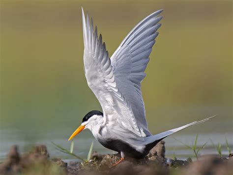 Black-bellied Tern - eBird