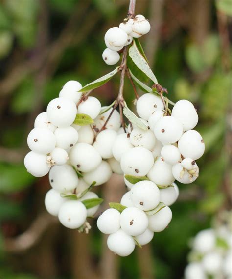 Best plants with winter berries: 15 plants for adding color | Gardeningetc