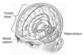 Hippocampus Lesson for Kids: Definition & Function | Study.com