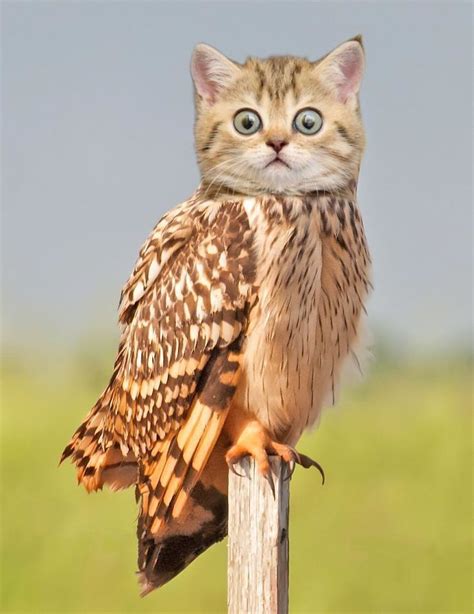 68 Unusual Cat And Bird Hybrids Bred In Photoshop (Add Yours) | Photoshopped animals, Animal ...