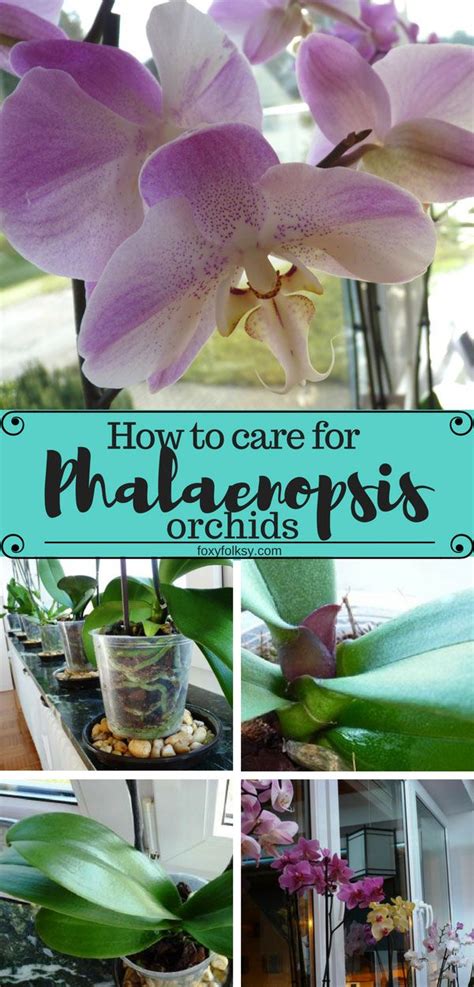 How to take care of orchids? - Foxy Folksy | Beautiful flowers garden, Orchid care, Garden ...