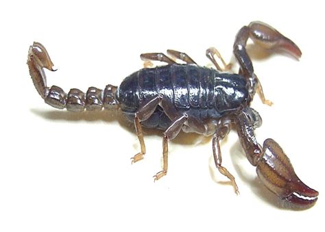 Scorpion Venom Could Lead to New Antibiotics | Scientific American