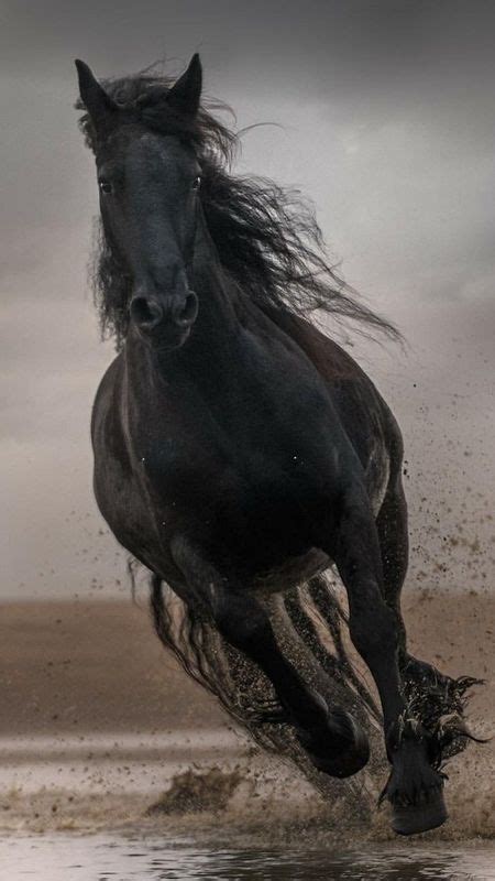 Running Black Horse Hd Wallpaper Download