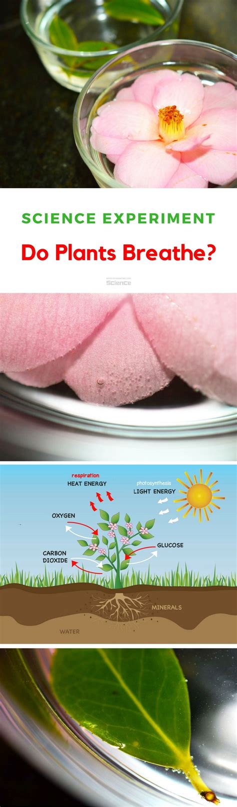 Respiration In Plants (Do Plants Respire Experiment): Science Fair Project Ideas | Science ...