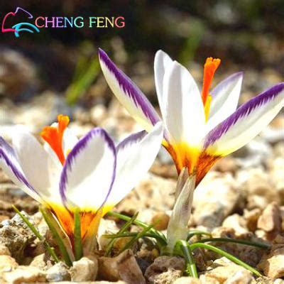 Tulip Flowering Seeds 100pcs Pack High Survival Rate - BestSeedsOnline ...