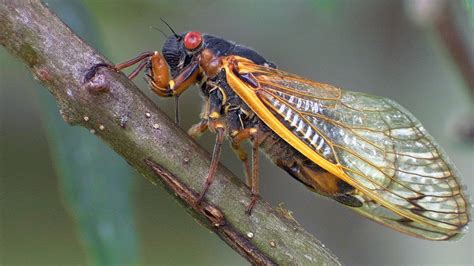 Periodical Cicadas Overrun the Forest | Planet Earth | BBC Earth - YouTube