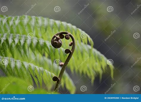 Fern Fiddlehead stock photo. Image of plant, young, fiddlehead - 282899288