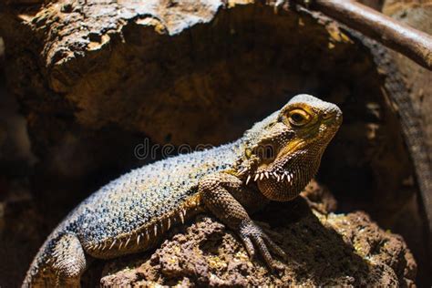 Pogonas are a Species of Agamidae Family. Stock Photo - Image of aussie, pogona: 188649850