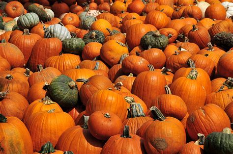 The Great Pumpkin Patch Photograph by David Lee Thompson | Fine Art America