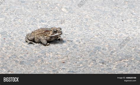 Ugly Fat Toad Spotted Image & Photo (Free Trial) | Bigstock