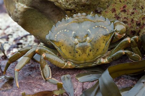 European Green Crab Facts - CRITTERFACTS