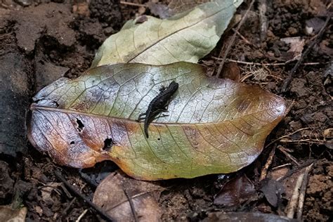 Pygmy Leaf Chameleon, Nosy Mangabe, Madagascar