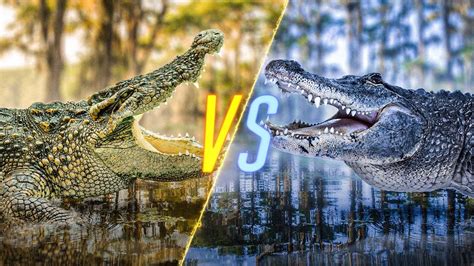 Crocodile VS Alligator - YouTube