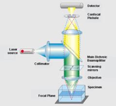 Confocal Laser Scanning Microscopy (CLSM) - WUR