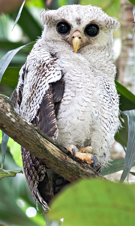 Barred Eagle Owl (Bubo Sumatranus) - This baby of Barred Eagle Owl (Bubo Sumatranus) Also called ...