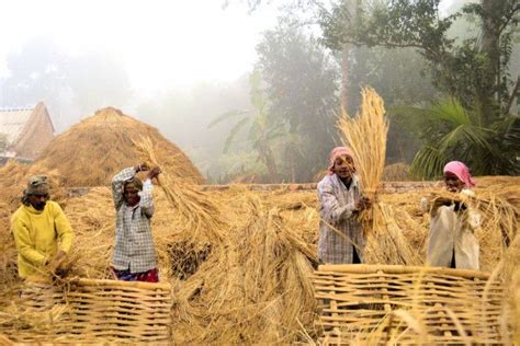 Bangladesh – Nabanna (New crop) is a Bengali harvest festival | Festivals around the world ...