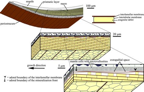 Sketch of bivalve molluscan anatomy indicates the position of the... | Download Scientific Diagram