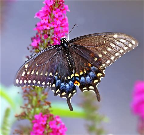 Swallowtail | Not great shots but this one was not cooperati… | Flickr