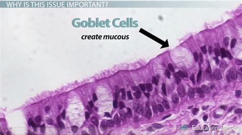 Ciliated Epithelium | Structure, Location & Function - Lesson | Study.com