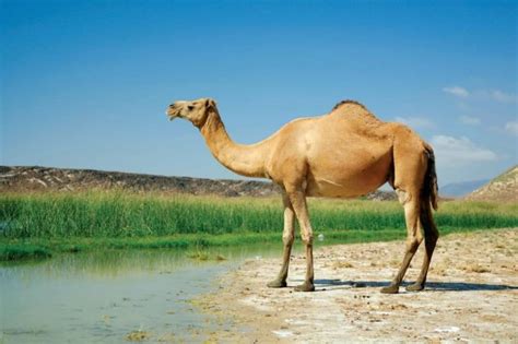 Camels ability to not Drink for Weeks have a Secret Ingredient behind it - Craffic