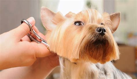 Τι είναι το dog grooming – Stylish Dog