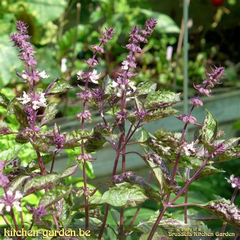 Flowering Purple Basil // #sundaymorning #herbs