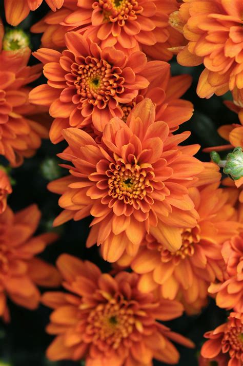 Chrysanthemum Orange (Mum) Plant 3 Quart – Plants Direct To You