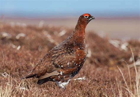 animals, Birds, Black, Grouse Wallpapers HD / Desktop and Mobile ...