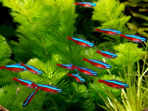 10 Stunning Nano Fish For Your Nano Aquariums