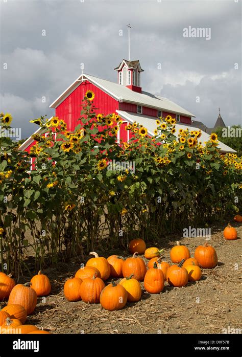 Pumpkin patch red barn hi-res stock photography and images - Alamy