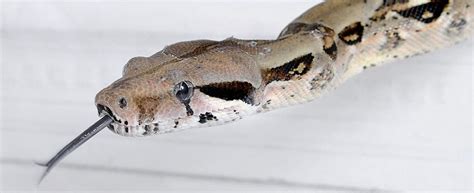 Boa Constrictor Care Sheet - HugglePets