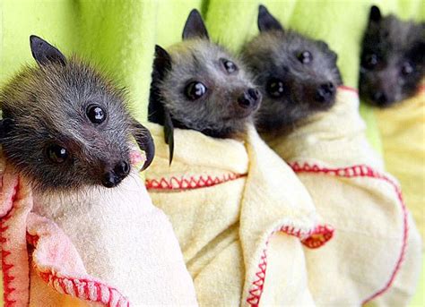 Baby Australian Fruit Bats - Baby Animal Zoo