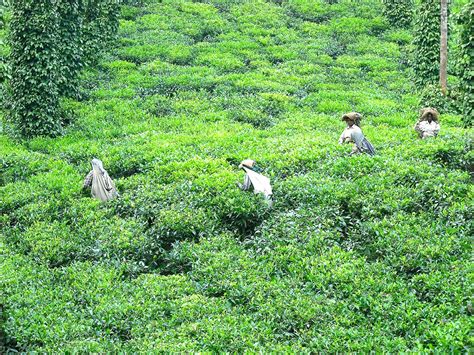 How tea is harvested – The Tea Hour