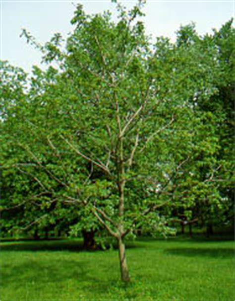 Butternut Tree Photos, Facts on Butternut Trees