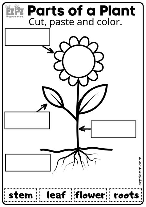 Parts of a Plant Vocabulary Worksheet Cut, Paste and Color Activity for ...